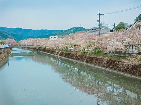 町のいたる所に桜並木