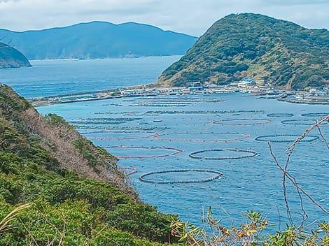 野生のイルカも現れる、<br>透明度の高い海【柏島】