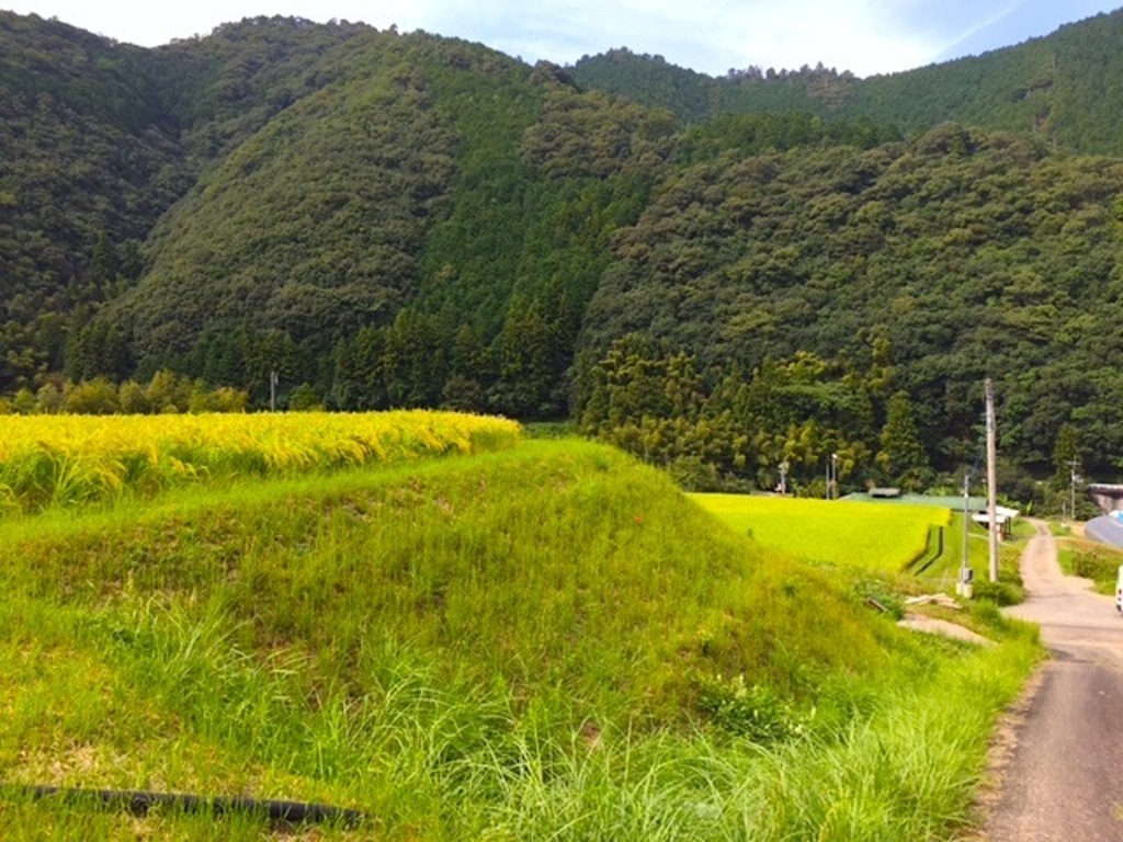 山里の気候と清らかな谷水が育んだ美味しいお米 山間米 よさこいおきゃくブログ