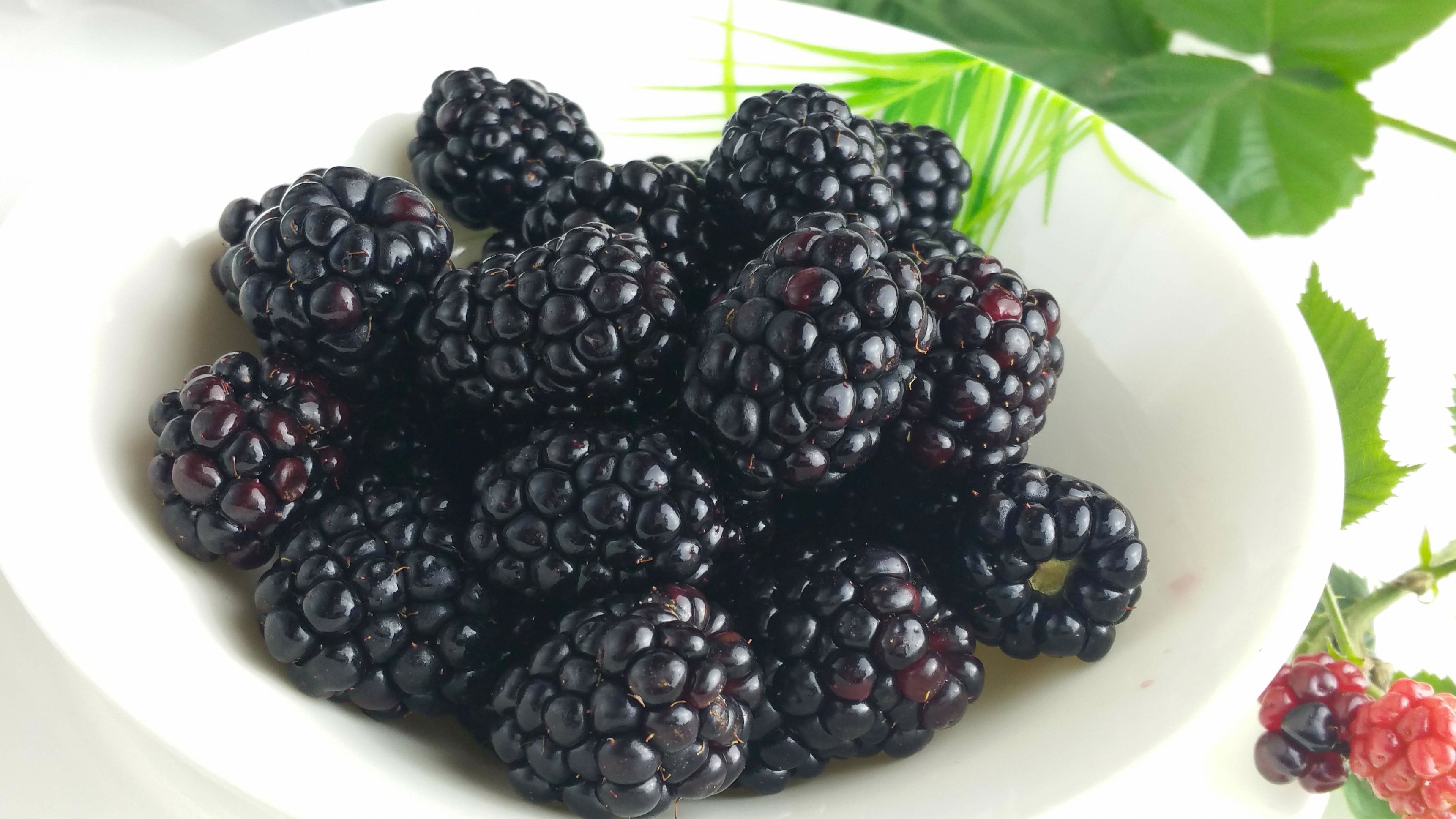 ヒロの果樹園 で育てられた美味しいブラックベリージャム よさこいおきゃくブログ