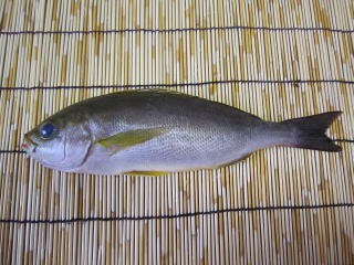 春～夏が旬。シンプルイズベストの塩焼きで召し上がれ