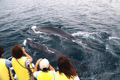 「太平洋/ホエールウオッチング」応援メッセージ