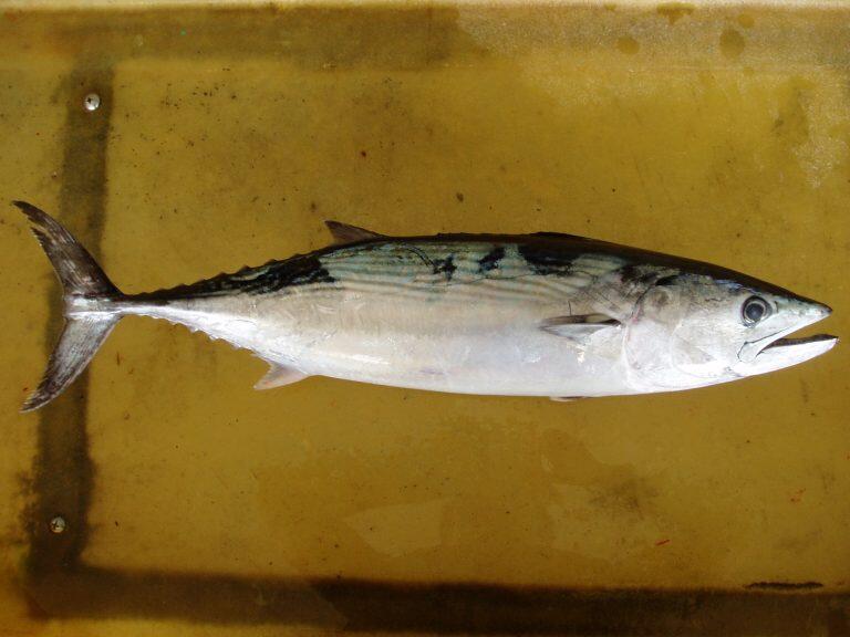 ハガツオは、カツオと同じスズキ目サバ科に分類されるカツオの仲間