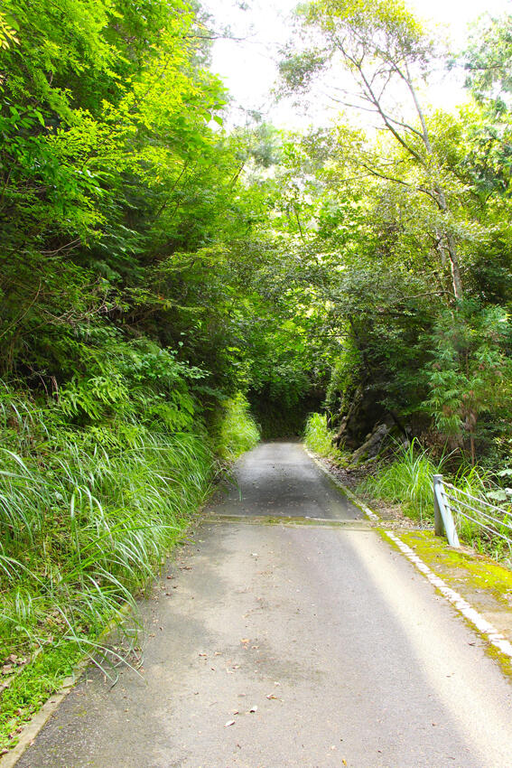 全長13km、約35ヘクタールと言われる広大な山林