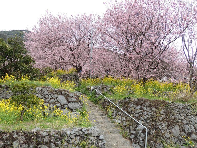 雪割桜は須崎市桑田山地区に咲く桜