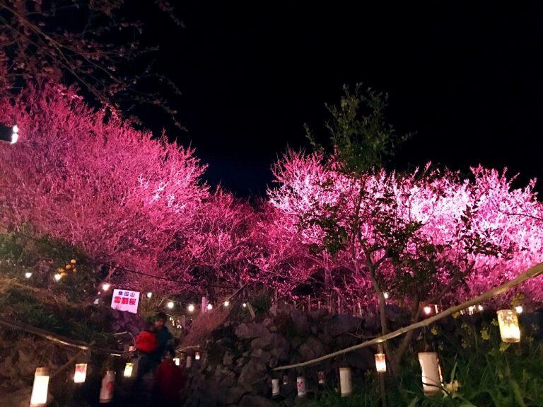 ライトアップされた雪割桜のピンク色