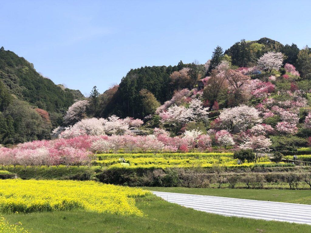 見応えあり!心に残る春のお花見イベント「西川花祭り」