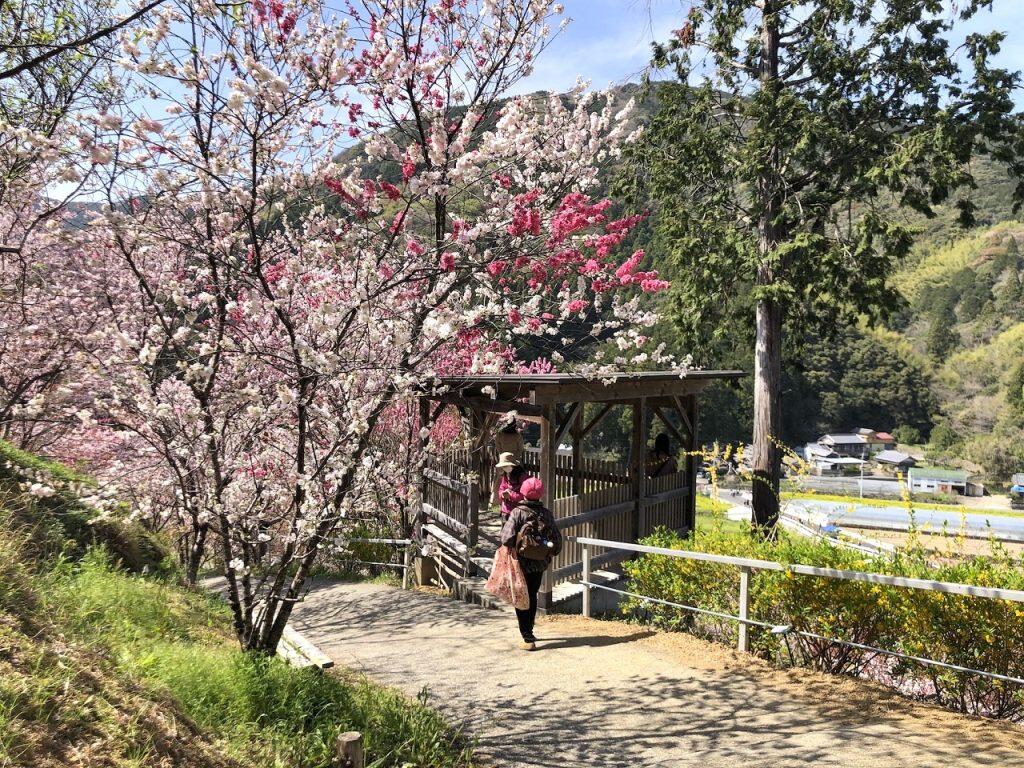 山頂にある展望台から望む景色も必見