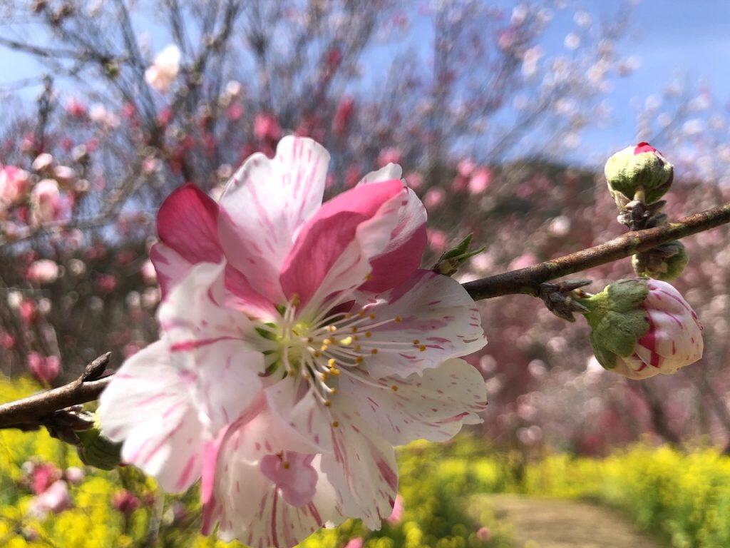 約600本以上の花桃