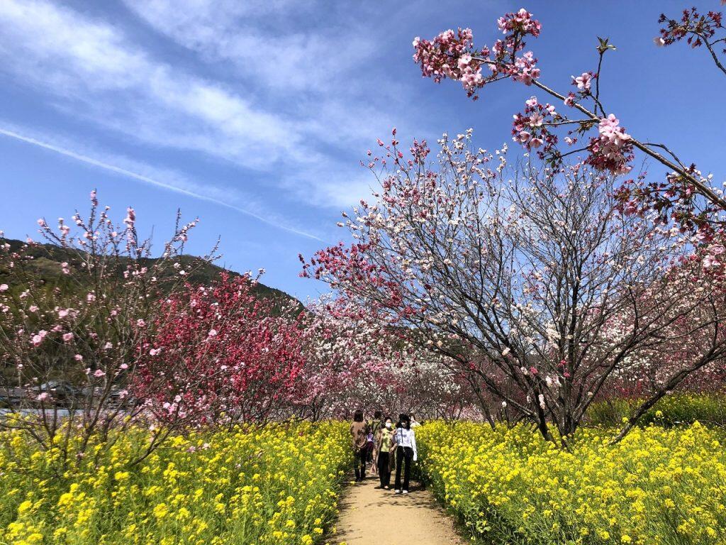 一面ピンク色のベールをまとったような小さな山