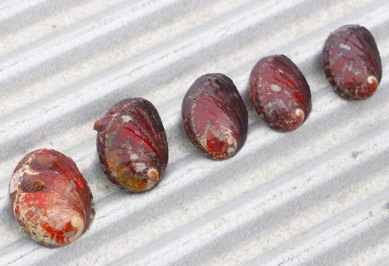 ヤイロトコブシ