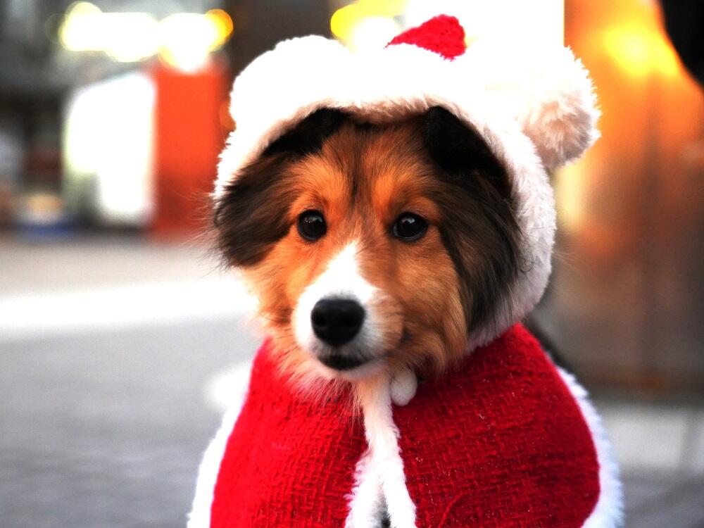 サンタクロースコスチュームの犬