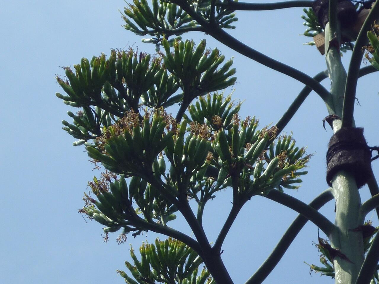 今しか見られない『世紀の植物』開花