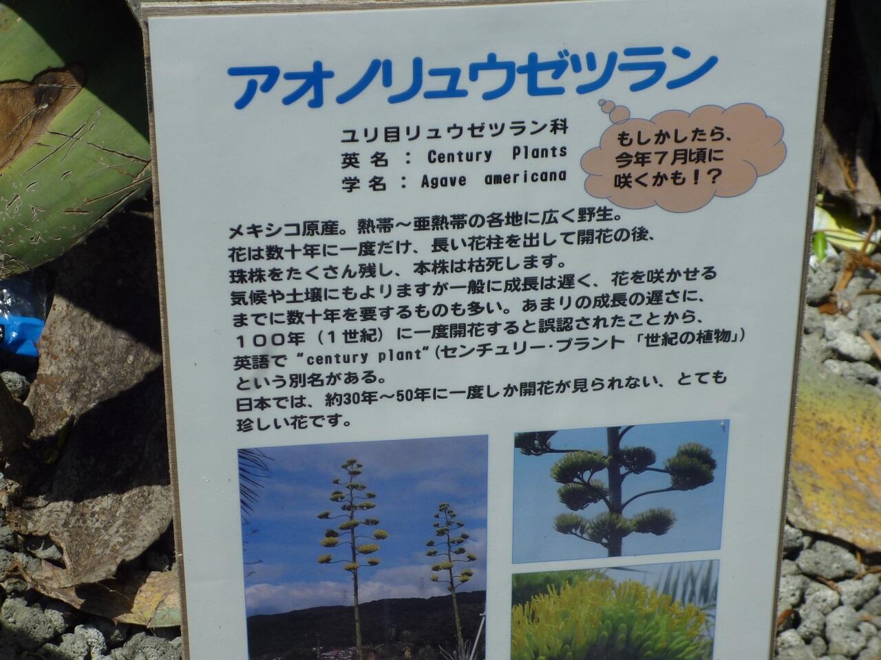 別名センチュリー・プラント 『100年に一度開花する』