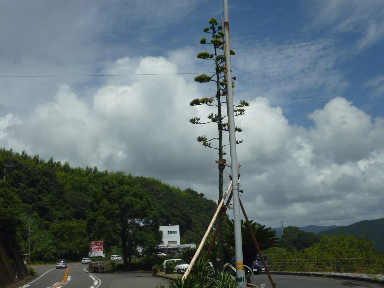 土佐西南大規模公園(佐賀公園)のすぐ近く
