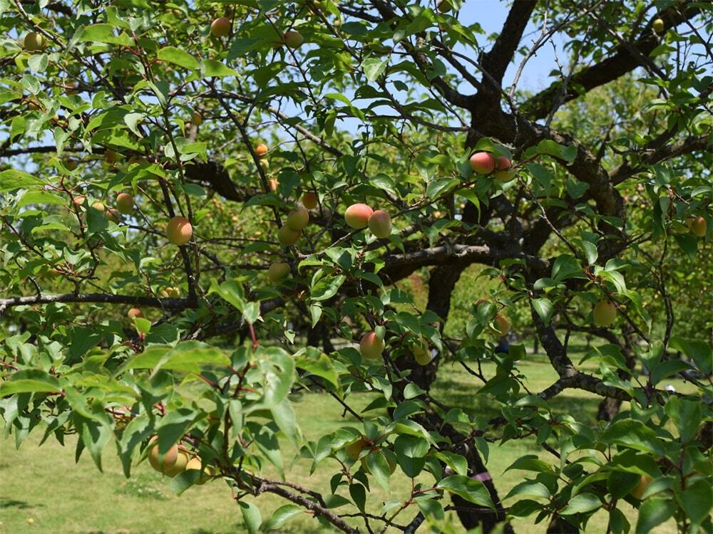 和歌山県の梅農家が生産している梅の木の写真/豊能梅「土佐の梅酒」