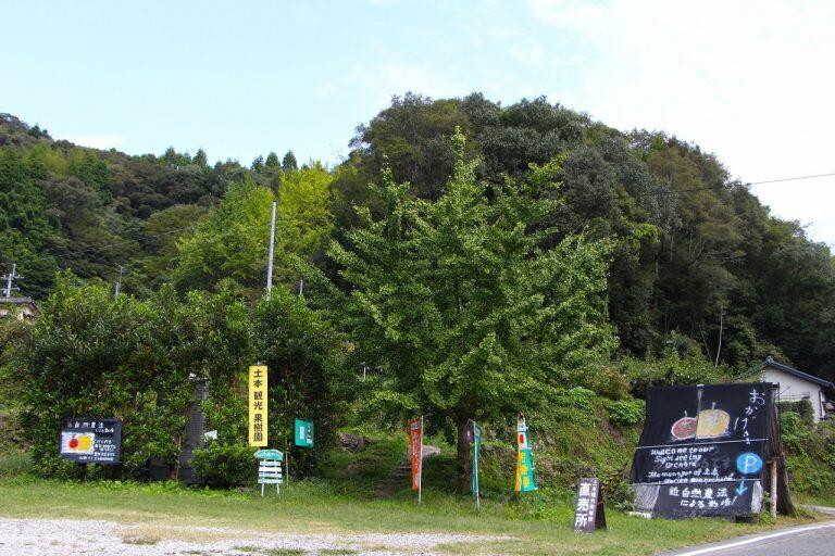 「土本観光果樹園」は、昼夜の寒暖差が大きいことから美味しい果物が育つといわれる佐川町北部の山間部にあります