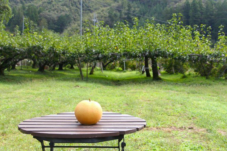 新高梨をはじめとする梨4種、ふじ・つがる・ジョナゴールドなどのりんご9種を栽培