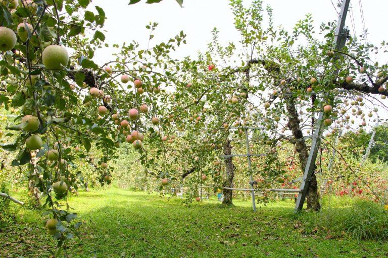 堆肥には、なんとジュラ紀(紀元前2億万年前~1億4千万年)のころから存在していたとされるバチルスやサブチルスといった枯草菌(こそうきん)と24種のミネラルを混ぜ、約4ヵ月間発酵させたものを使用!化学肥料や除草剤などを一切使わず、美味しい果物を育てているんです!