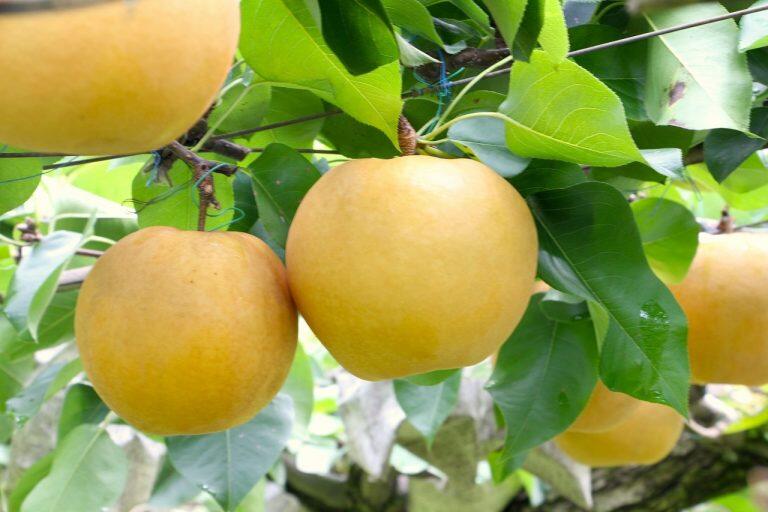 愛情をたっぷり受けて育った新高梨は、驚くほど香り高く、しっかりとした甘さが魅力的で果実品評会において農林水産大臣賞を4度も受賞!