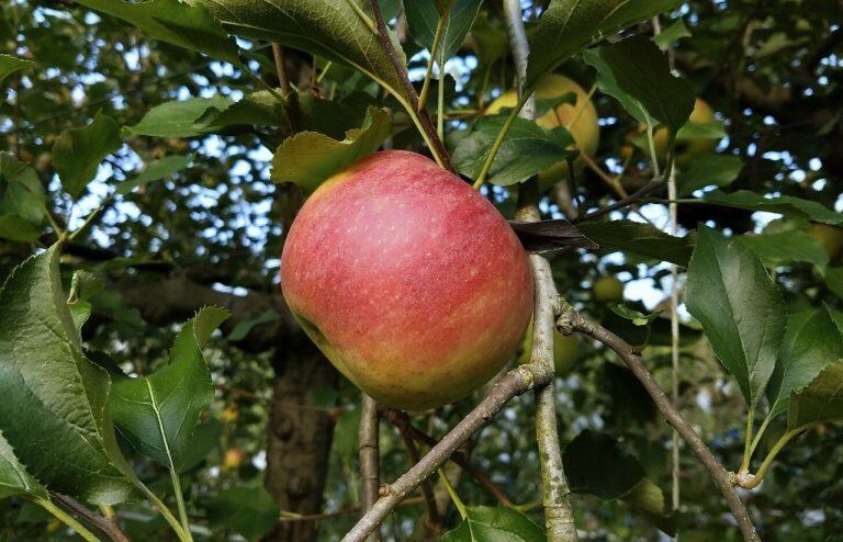 りんごは東北地方に比べると開花時期が早いので、その分、実が熟成する期間やミネラルを吸い上げる期間が長くなり、糖度の高い、きめ細かな舌触りの果実に育つんだそうです!