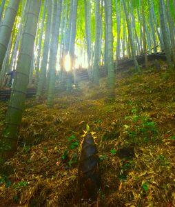 製品に適した竹を厳選しながら、里山を整備