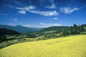 嶺北地域で育った