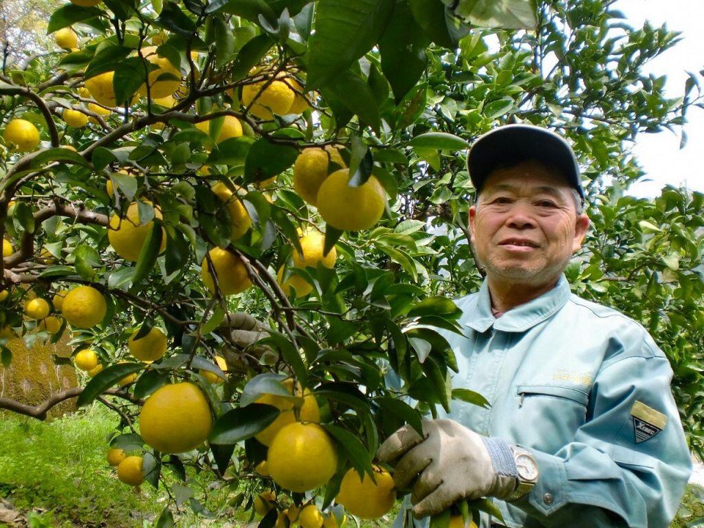 ユズや文旦を育て加工・販売しているのは、高知県高岡郡の「岡林農園」。