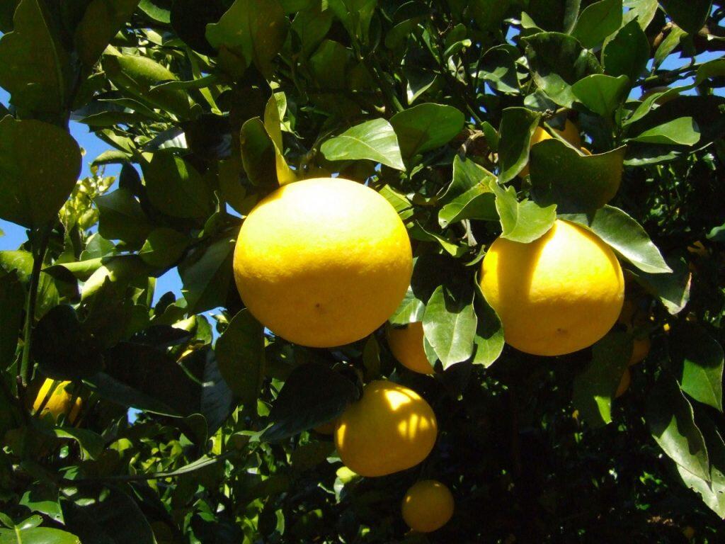 仁淀川沿いにある加工場は、高知県食品総合衛生管理認証(KochiHACCP)のステージ3認証を取得していて衛生管理も行き届いています。