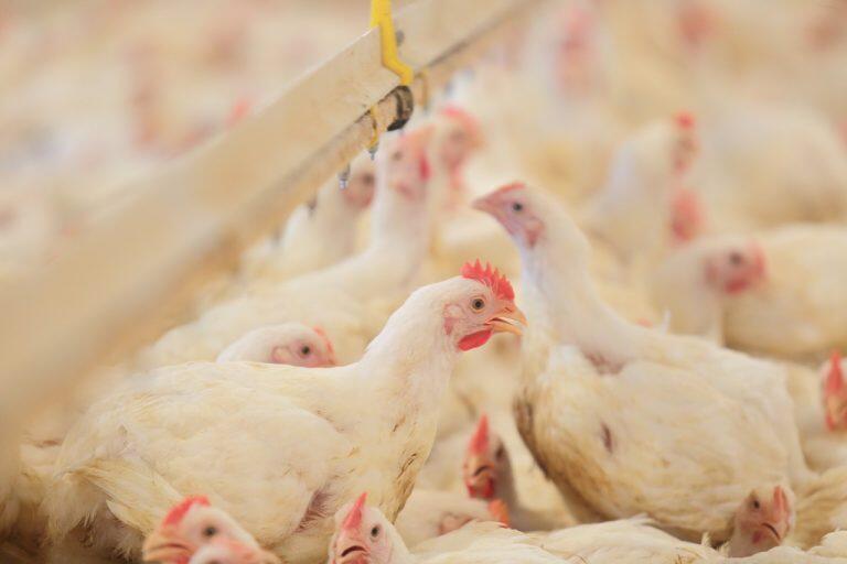 高知県内の数カ所にある契約養鶏農家が、徹底した飼養管理のもと育てあげた四万十鶏