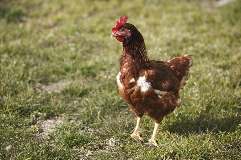 鶏たちは、素材の力を活かした良質な飼料と電子水装置でつくられた磁気水の飲水で、のびのびとストレスなく大切に育てられており、