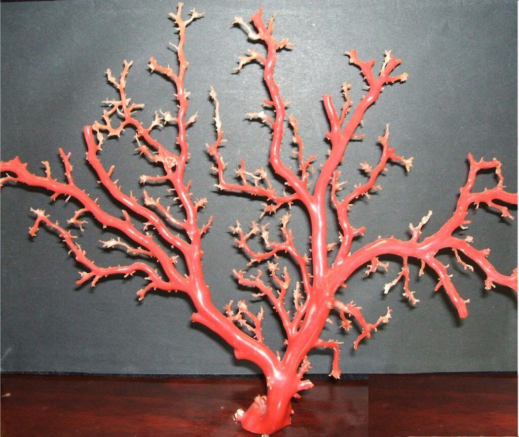 お月さん ももいろ