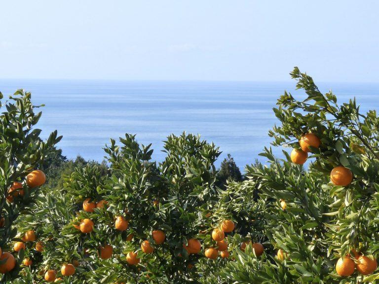 オーナー自ら生産者のもとを訪れ、育て方や味わいをしっかり確かめた素材を厳選