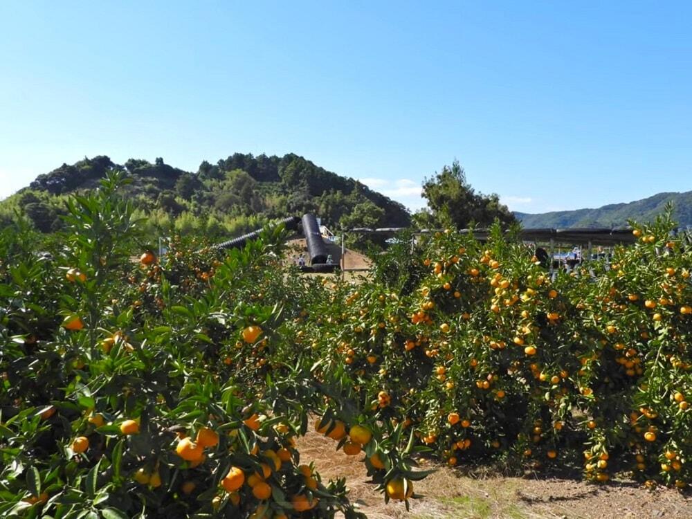「山北みかん」などのフルーツもたくさん栽培されている香南市の果樹園/ジェラート店「ドルチェかがみ」