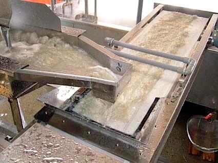 ちりめんじゃこが出来上がるまでの工程をみせていただきました