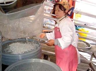 ちりめんじゃこが出来上がるまでの工程をみせていただきました