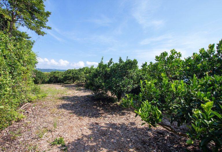 「フクチャンFARM」のぽんかん畑