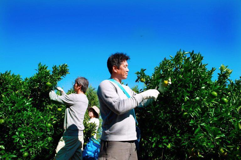 農薬の使用は最小限に抑え、収穫後はスタッフがひとつずつ丁寧に検品を行うなど、徹底した管理