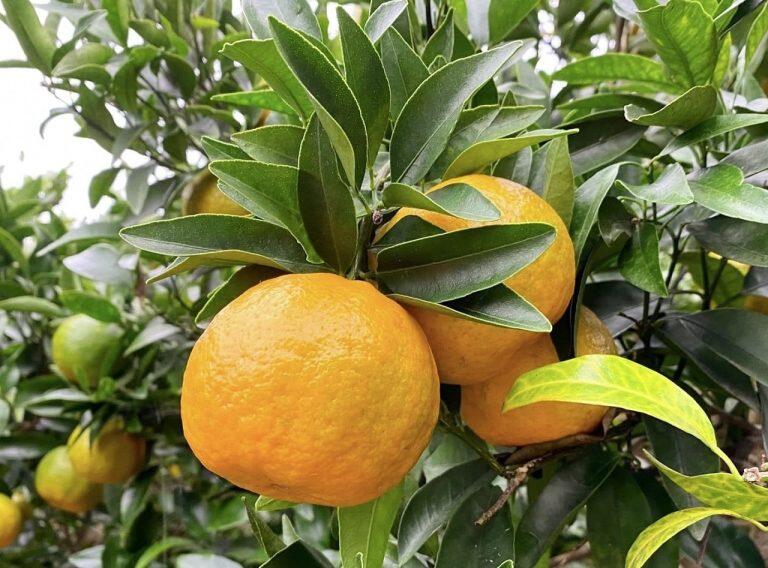 「フクチャンFARM」のぽんかんは、香り高く、とってもジューシー♪