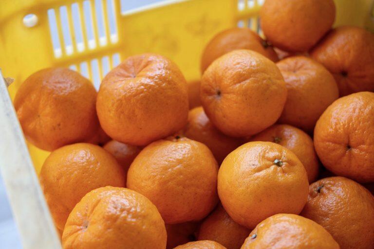 甘みの詰まったぷりっとした果肉を頬張ると、つぶつぶ果汁が口いっぱいに広がります