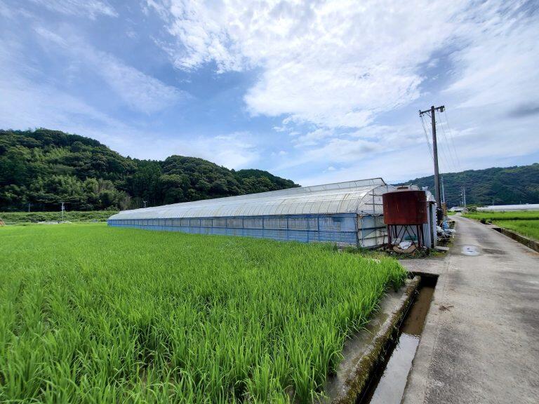 恵まれた自然環境を活かし古くから施設園芸が盛んで、中心部を流れる清流・安田川沿いのあちこちには、ビニールハウスが建ち並ぶのどかな田園風景が広がります