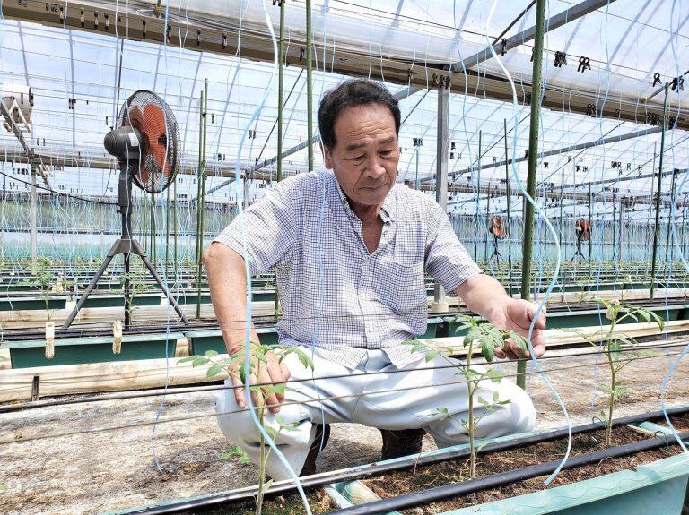 齊藤さんの「フルティカトマト」は、ミニトマトより一回り大きい