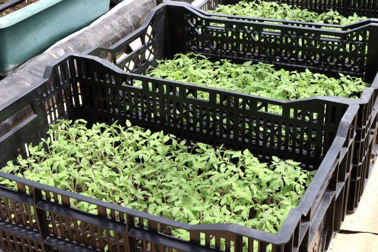 美味しさの秘密は、トマトが健康に育つための徹底した環境作り