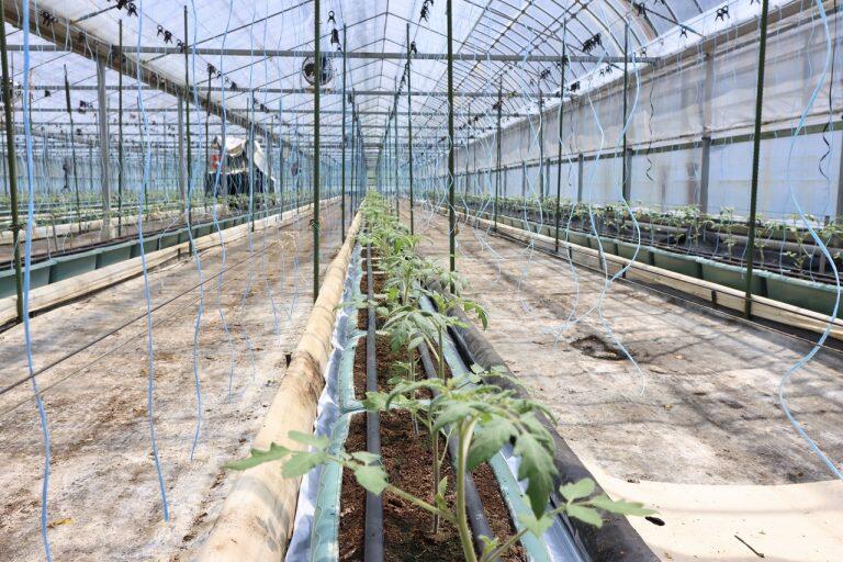 栽培には安田川の伏流水を使い、ハウス内では養液栽培システムにより水と液肥の割合や量を細かく管理