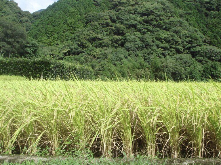 高知県産の酒造好適米