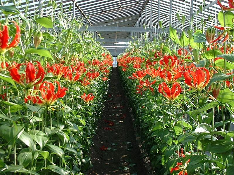 高知市三里園芸部花卉部会