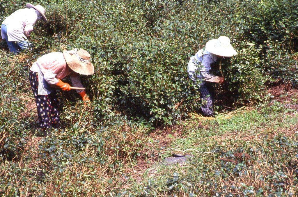 「碁石茶」の茶葉は、無農薬で栽培した山茶とヤブキタを使用
