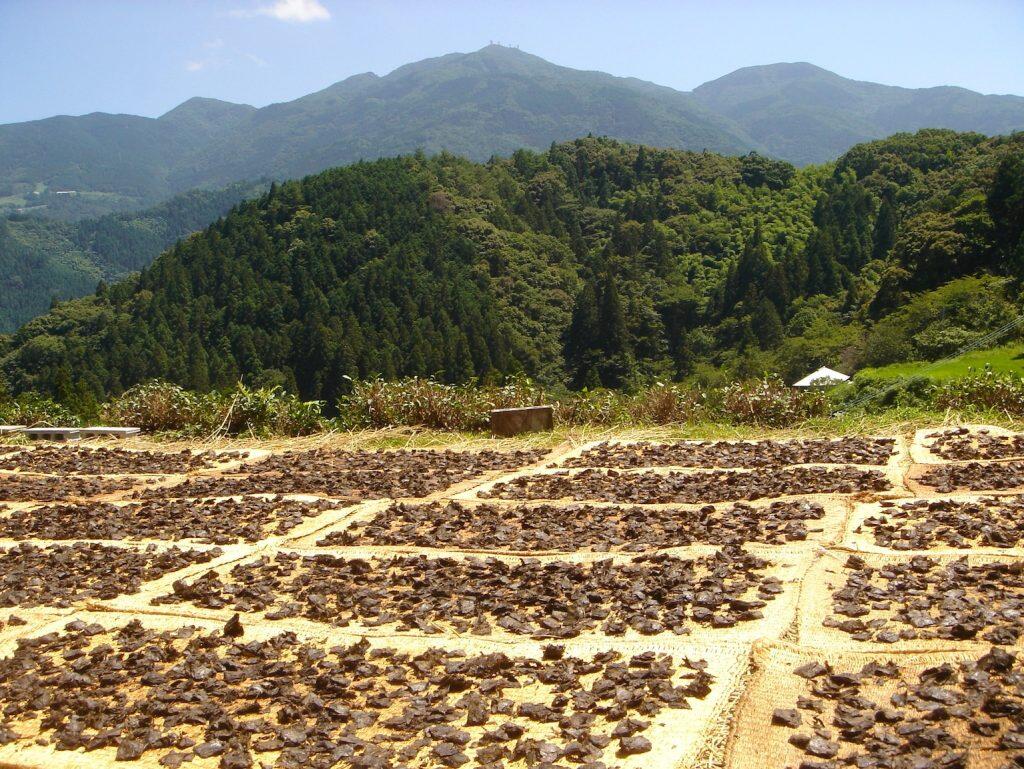 仕上げの段階で天日干しをする際、裁断された茶葉をムシロに広げた姿が碁盤に碁石を並べたように見えることが、「碁石茶」の名前の由来