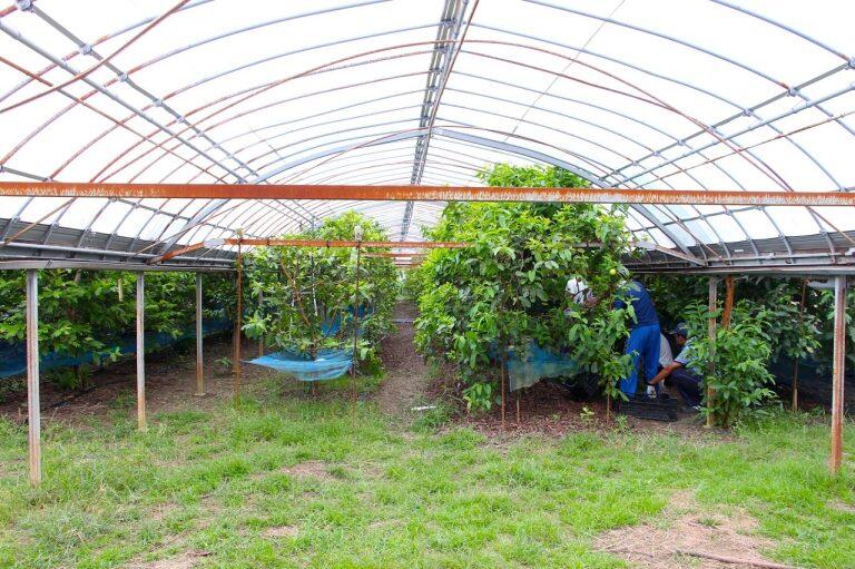 高知県幡多郡黒潮町にある就労支援事業所「ジョブなしろ」でも栽培されていて、その果実を使ったジュースやゼリーがとっても美味しいと評判なんです！