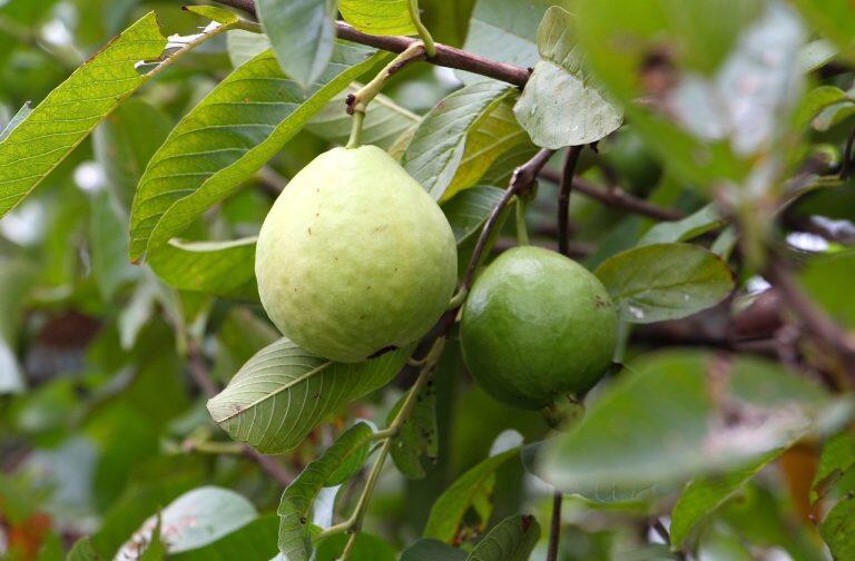 グァバは、国内では沖縄県や鹿児島県などで栽培されているトロピカルフルーツ